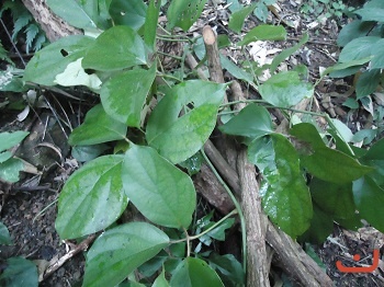 Cây Súi phũng thằng