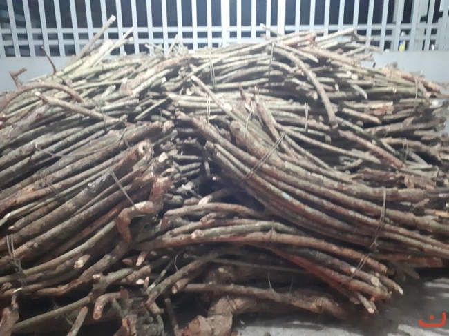 Cây thuốc nam dùng tại phòng khám thuốc nam chữa bệnh cho người việt