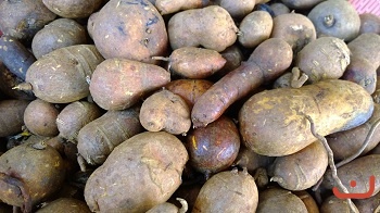 Củ gió vàng