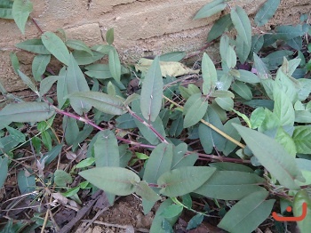 Cây Slày đeng
