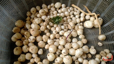 Cây Lá đơn_3
