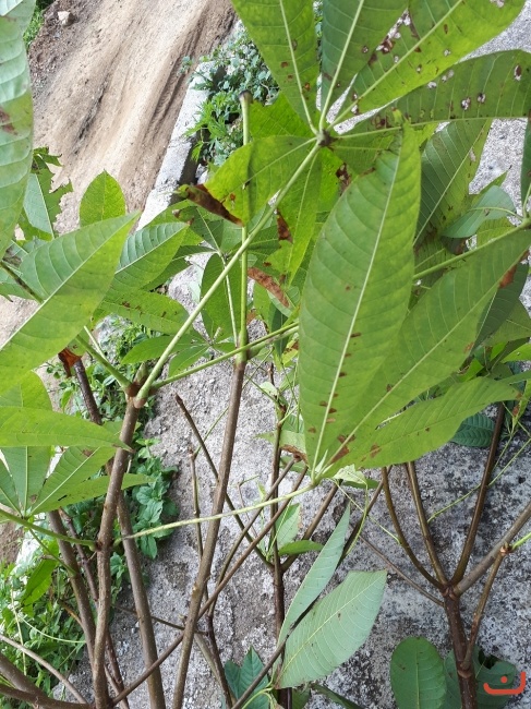 Cây thuốc nam_3