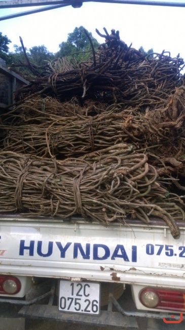 những chuyến xe chở thuốc của phòng khám lấy về tự bào chế_1